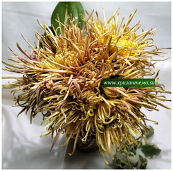 Горшечные хризантемы Zuki    (отгрузка Май)