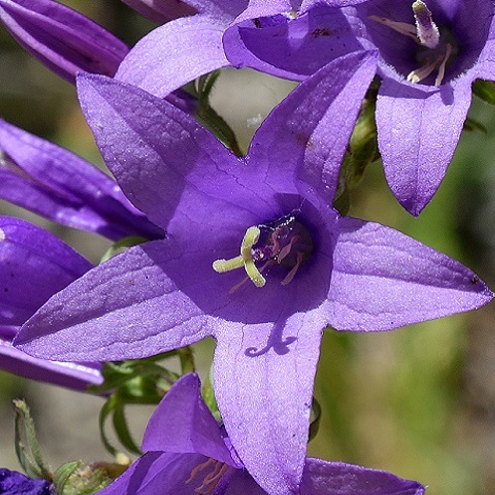 Колокольчик рапунцелевидный Cambell (blue)