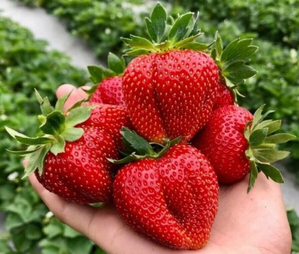 Клубника летняя Мармелада (ОКС)