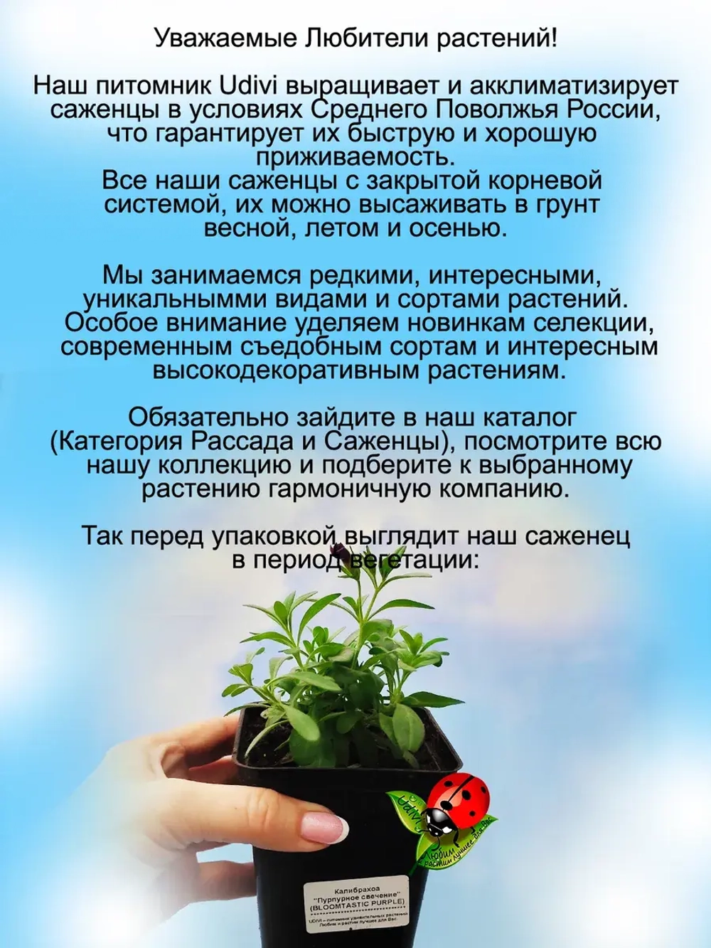 Калибрахоа Алоха Пурпур
