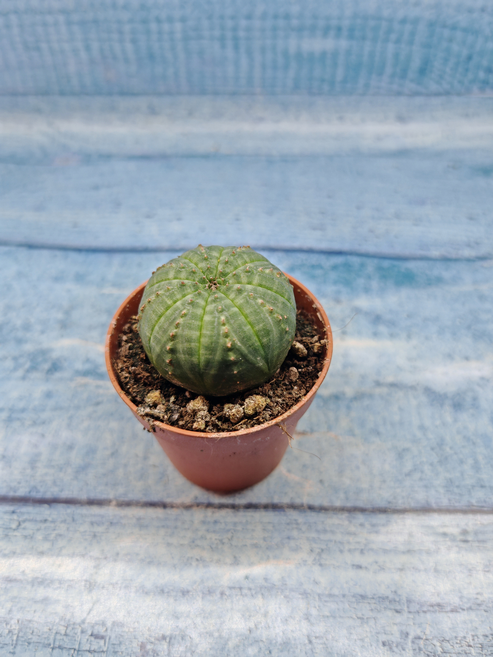 Euphoria Obesa (Эуфорбия)