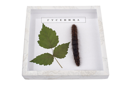 Коллекция энтомологическая "Гусеница"