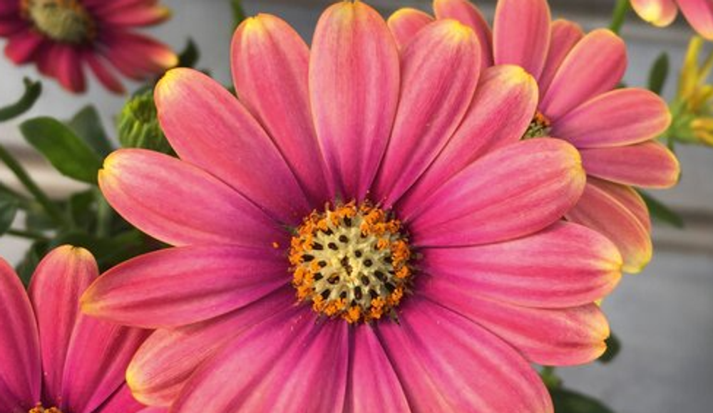 Остеоспермум Flower Power Pink Sun ЕВРО ОКС укорененный черенок