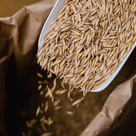 Овес шугуровский ,100г