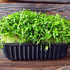 Дикая петрушка (кервель) на корне (лоток) / 30 гр Дикая петрушка (кервель) на корне (лоток) / 30 гр