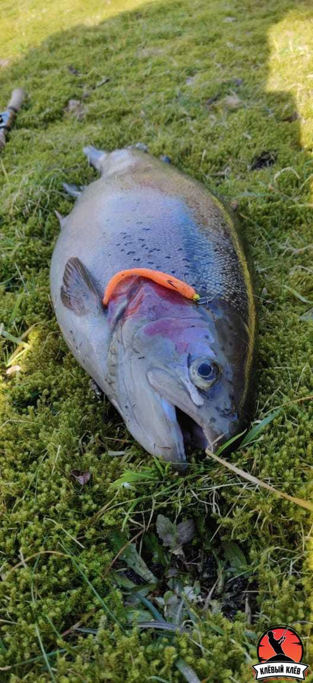 Силиконовая приманка ZOMBIE Z-Worm #22