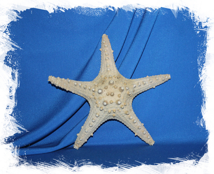 Морская звезда "Длинный шип" Тони 15-20 см.