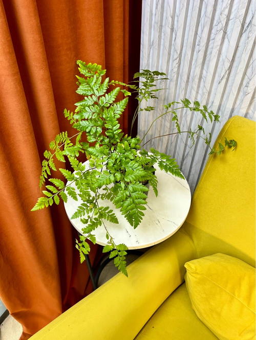 Атириум Адиантоформис, Папоротник, D12см Н35см, 1шт, Urban Jungle (7143)