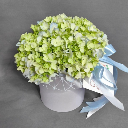 Композиция с зеленой гортензией