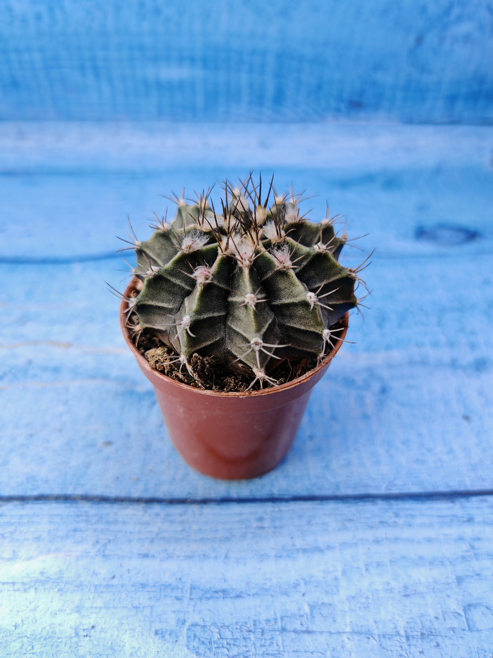 Gymnocalycium Friedrichii (Гимнокалициум)