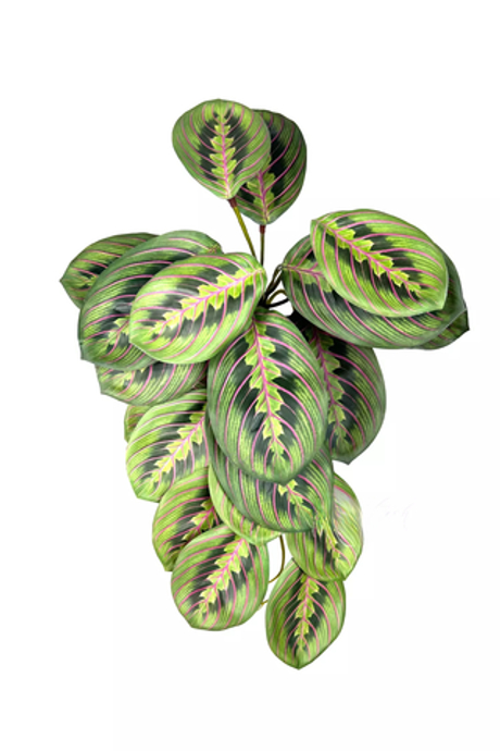 Калатея Маранта малая