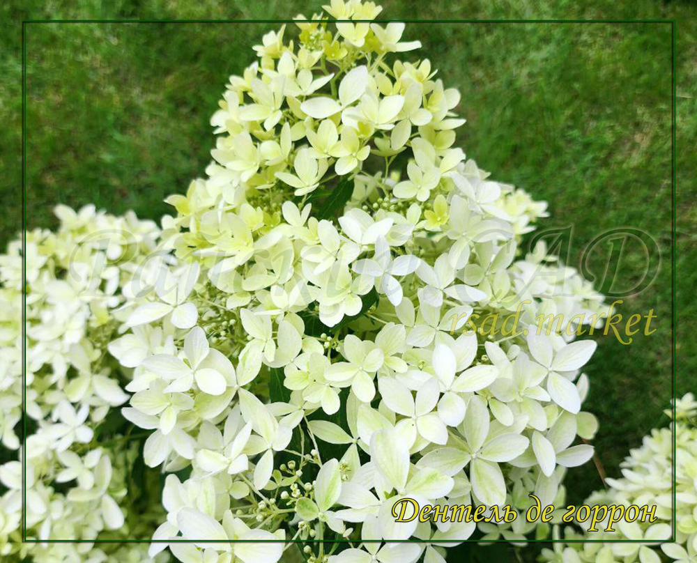 Гортензия метельчатая Дентель де горрон - Кружево Горрона (Hydrangea paniculata `Dentelle de Gorron`)