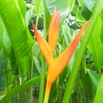 Геликония PSITTACORUM BIRD