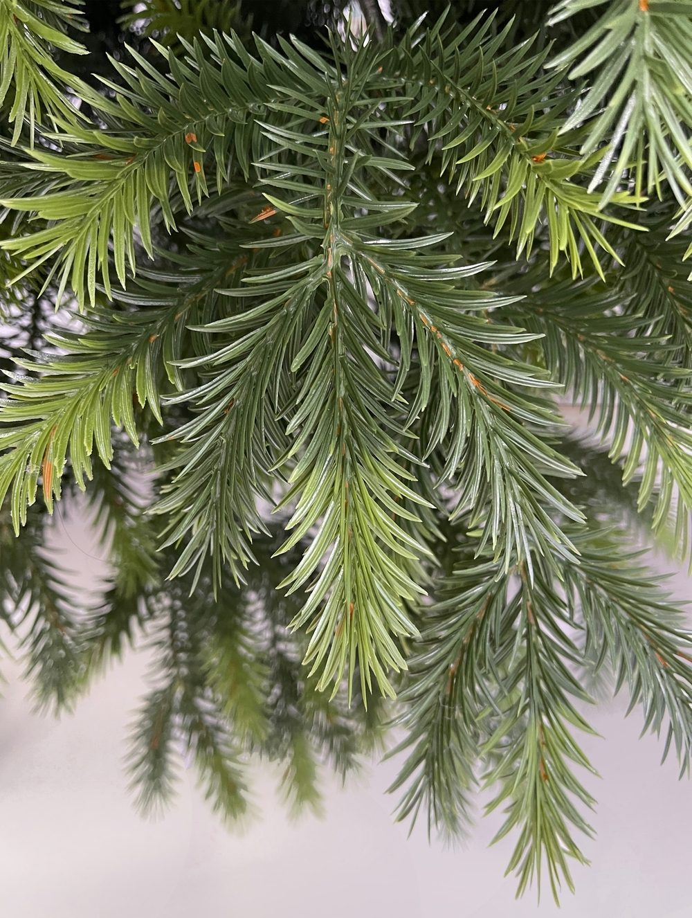 Ель карпатская 185см Black Box зеленая