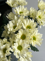 Хризантема в кремовом оттенке