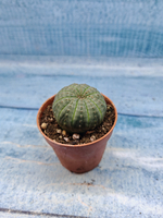 Euphoria Obesa (Эуфорбия)