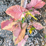 Сингониум NEON ROBUSTA VAR