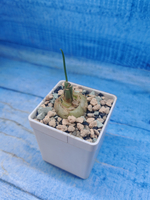 Albuca Spiralis (Альбука)