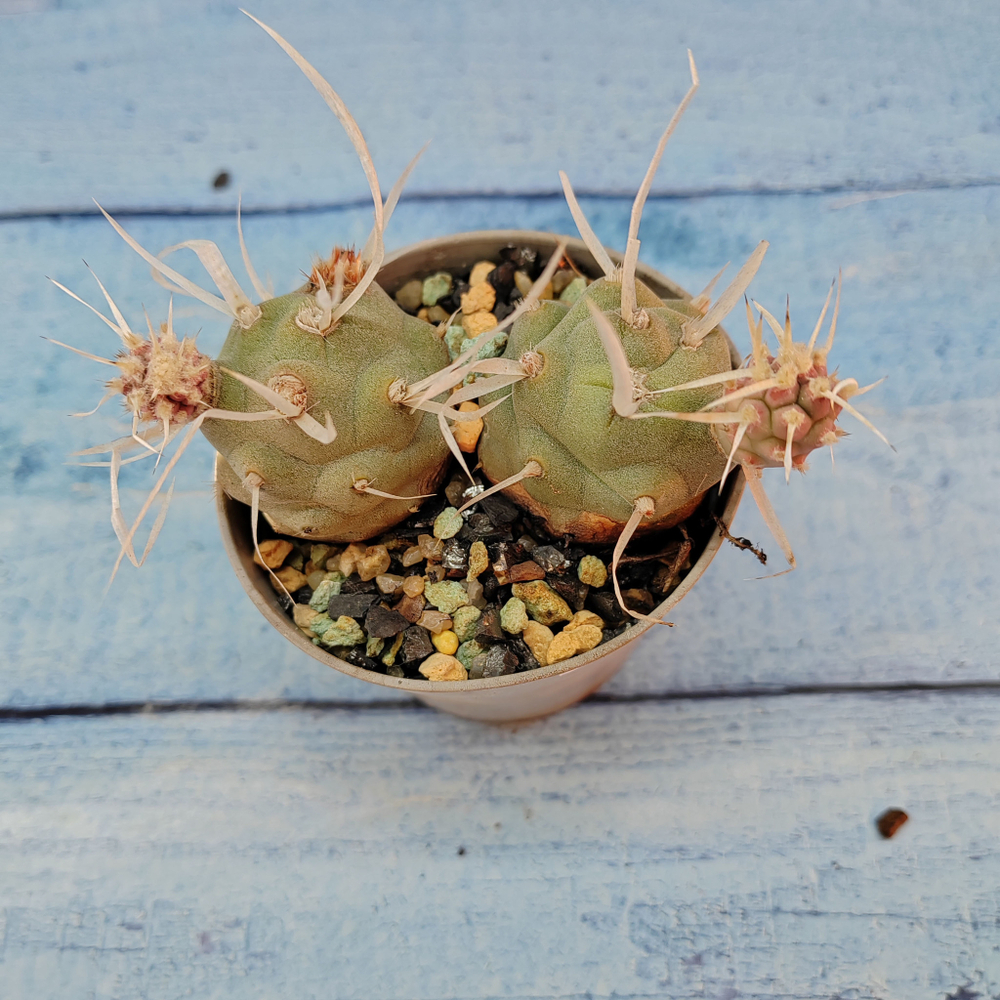 Tephrocactus Articulatus Papyracanthus (Тефрокактус)
