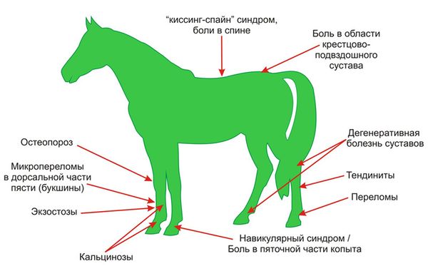 Причины травм и болезней лошадей
