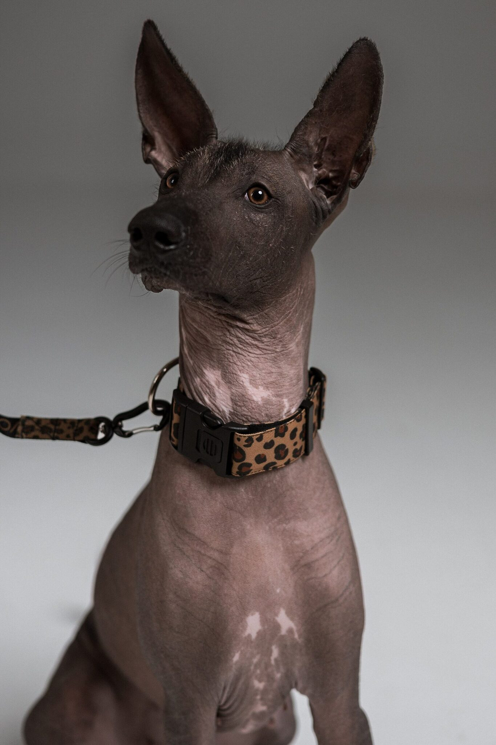 Ошейник Неуловимый леопард