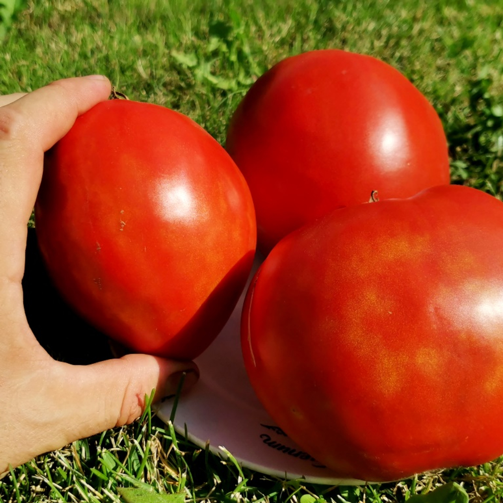 Помидоры - Второе Красное Сердце Быка