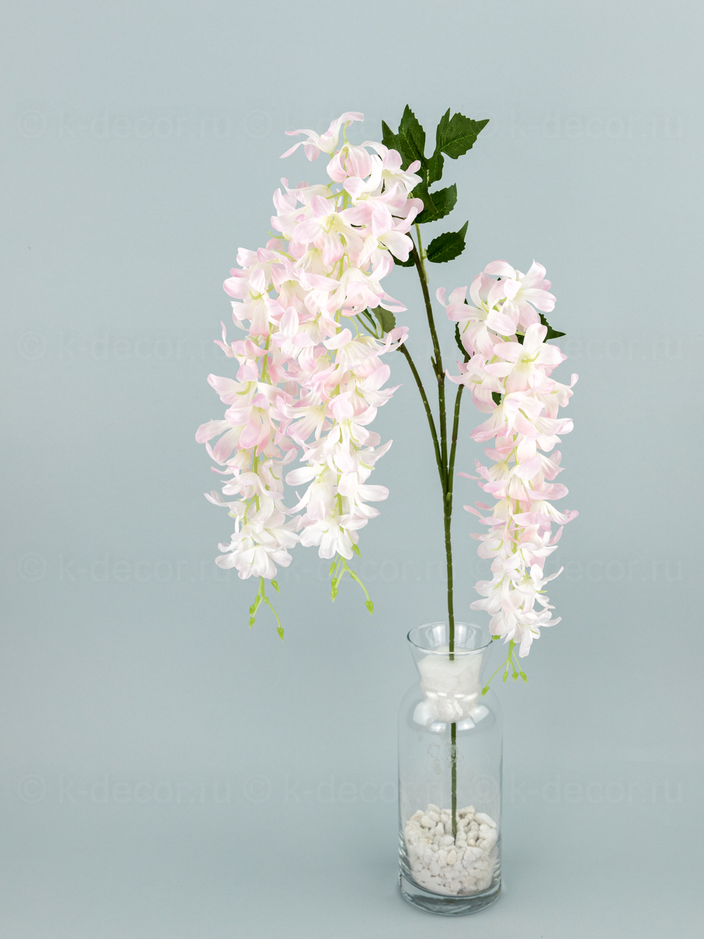 Глициния ампельная Маркиза