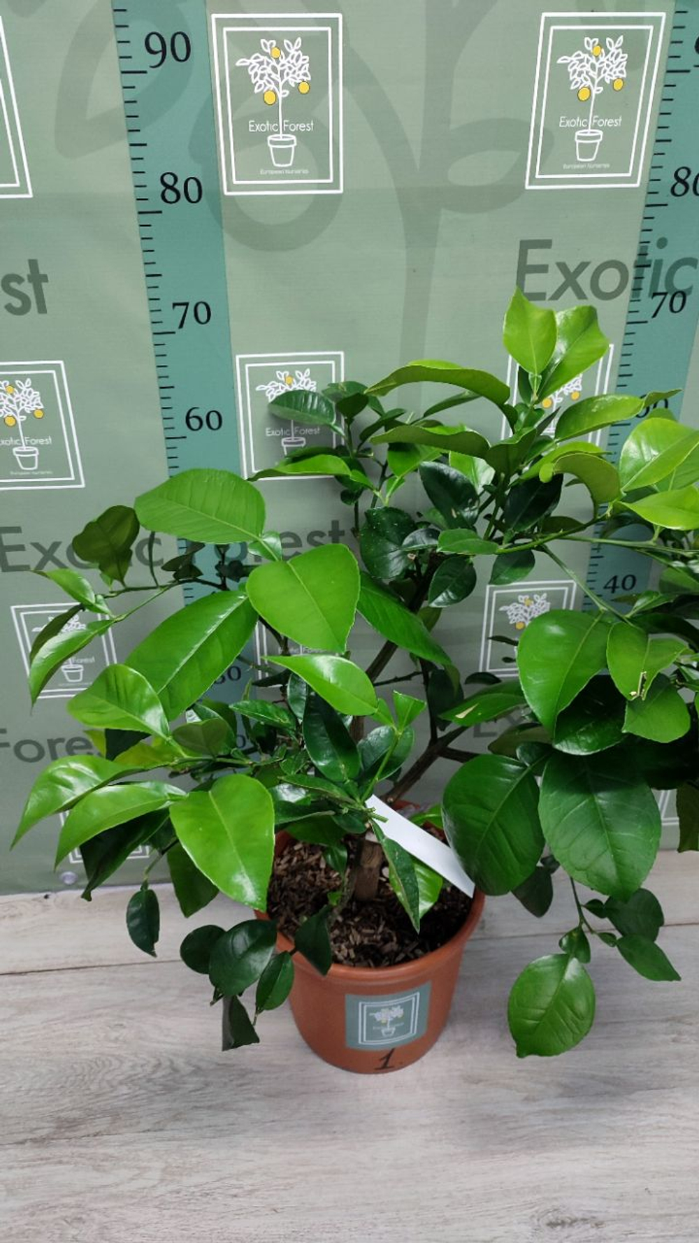 C. grandis × C. paradisi