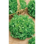 Семена Салат Витаминный (Марс) Б/П