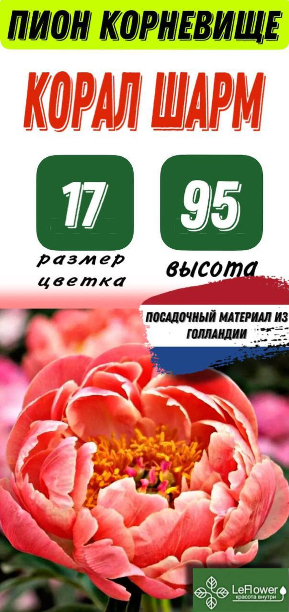 Пион Корневище, Корал Шарм, 3+ почки, 1шт