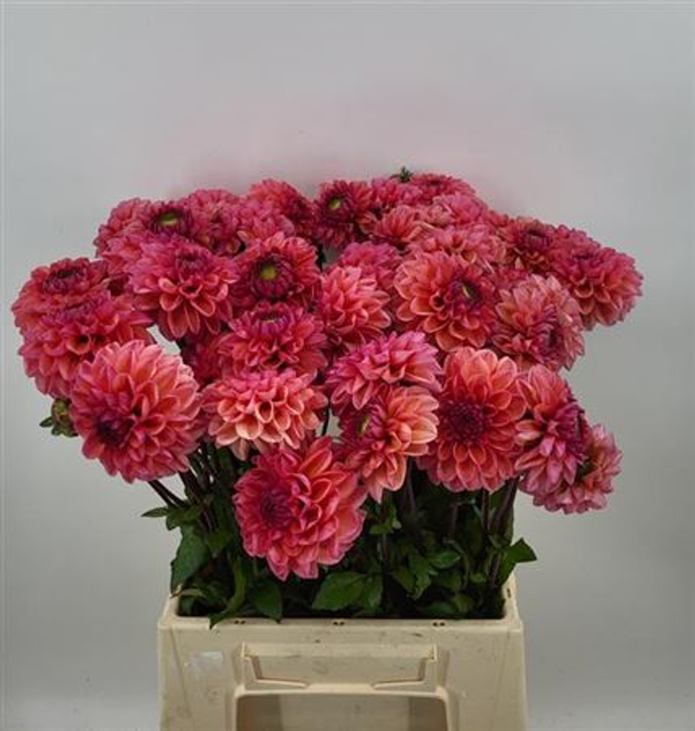 Георгин Daisy Duke (корень) Закупка М55 апрель 2026