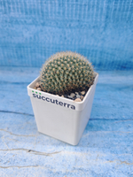 Mammillaria Spinosissima cristata (Маммиллярия)