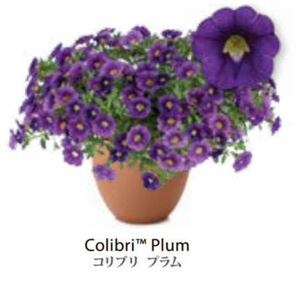 ЕВРО Calibrachoa Colibri Plum укорененный черенок ноябрь