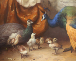 Павлины с птенцами