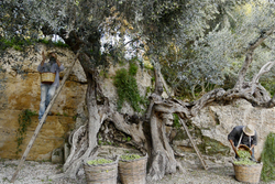 Оливковое масло CENTONZE Case Di Latomie I.G.P., Extra Virgin, темная бутылка 500 мл, Италия