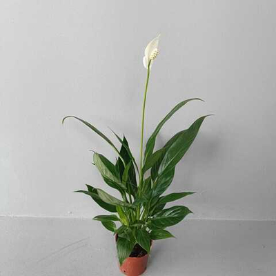 Спатифиллум Файн Вайн