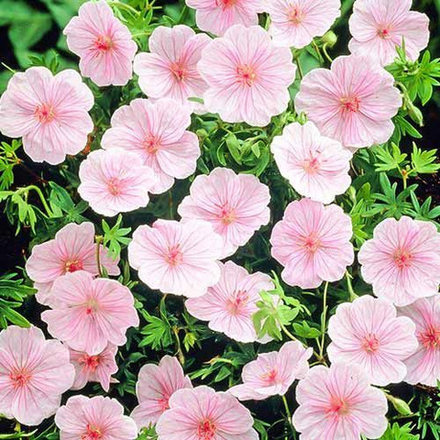 Герань кроваво-красная Стриатум С2