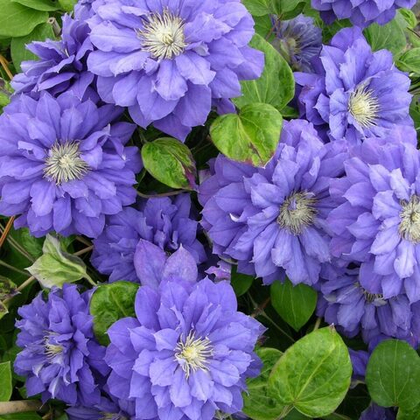 Клематис Кири Те Канава