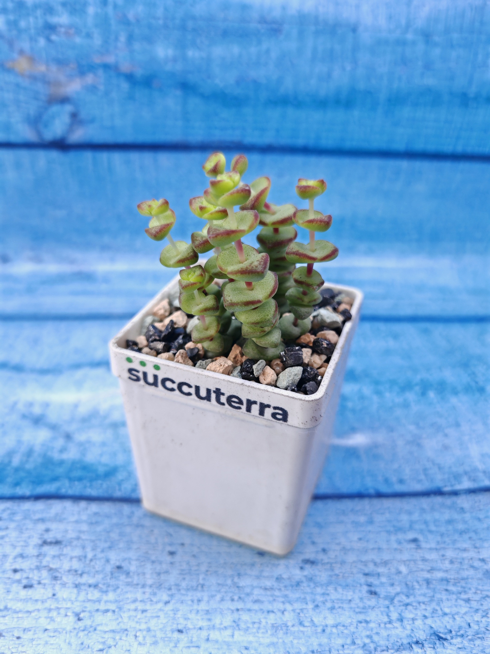 Crassula Marnieriana Hottentot (Крассула)