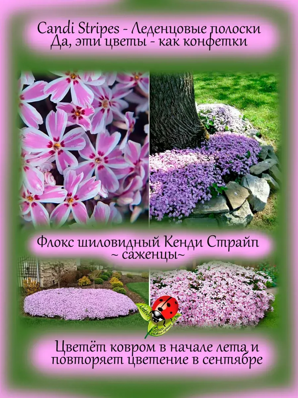 Флокс шиловидный Канди Страйп многолетний