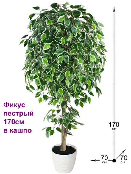 Искусственное дерево Фикус пестрый 170см в кашпо