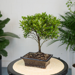 Бонсай Азалия