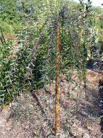 Ива пурпурная Пендула С10 120-140 Ра 100-120