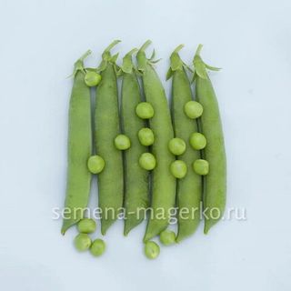 Горох Сомервуд  100 000 (семян)