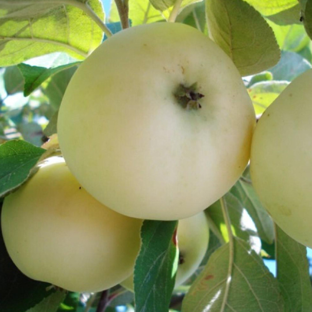 Яблоня Белый Налив