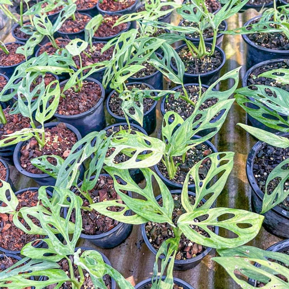 Монстера ADANSONII INDONESIA VAR