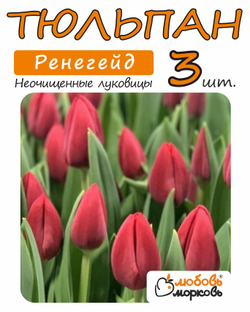 Тюльпан Луковица, Ренегейд, 3+  шт