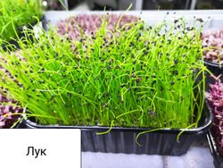 Лук энергия