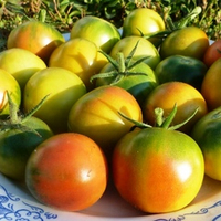 Помидоры Cerise Verte - Французские Зелёные Черри