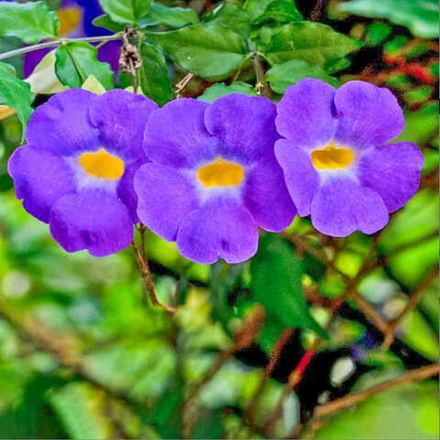 Тунбергия прямостоячая – Thunbergia erecta